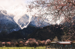 来三月的西藏,赴一场桃花盛宴